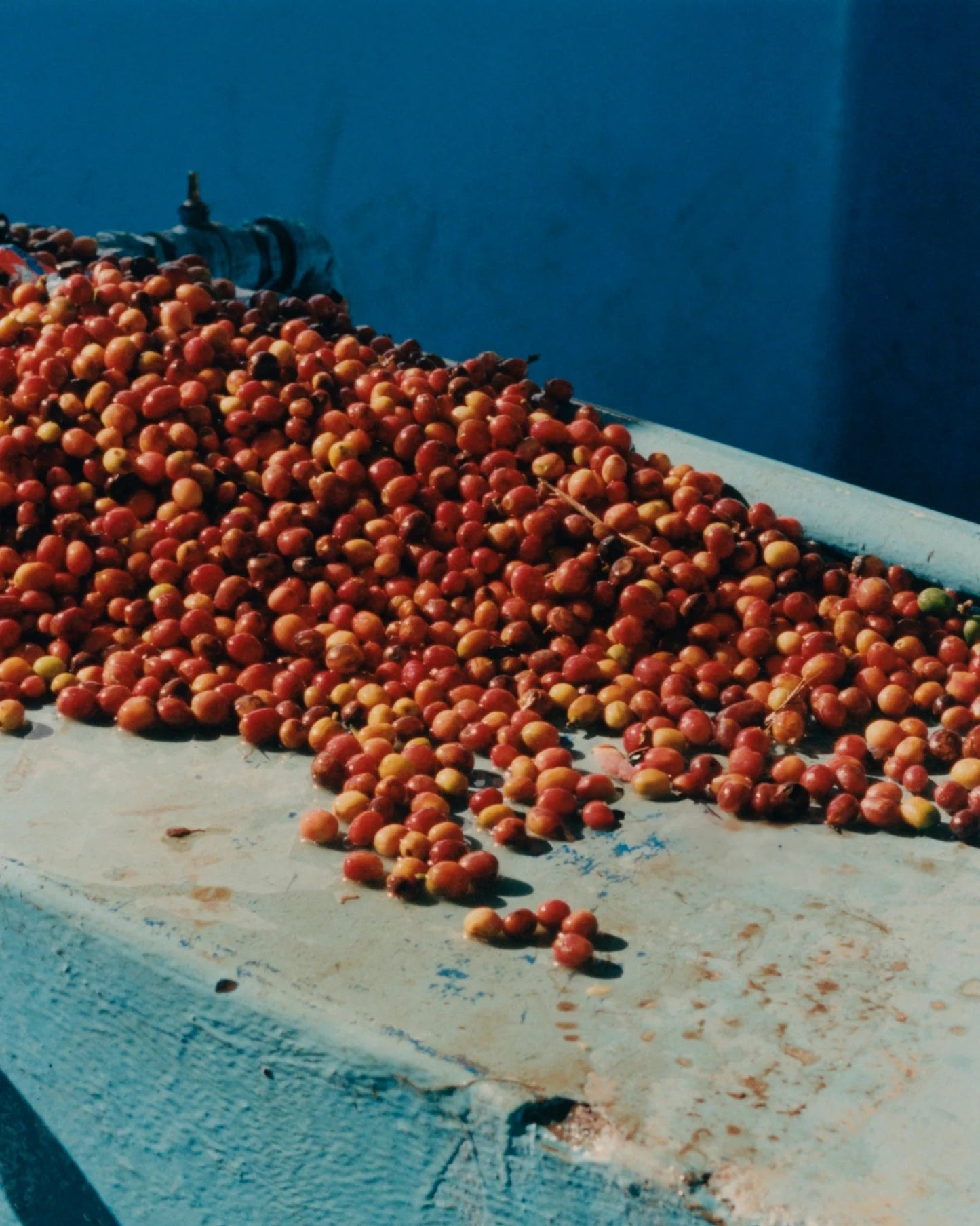 La Cabra Coffee Cupping – Rwanda & the Seasonal Selection